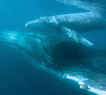 Underwater view of whale and calf